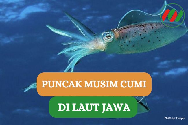 Saatnya Berburu, Ini Dia Puncak Musim Cumi di Laut Jawa